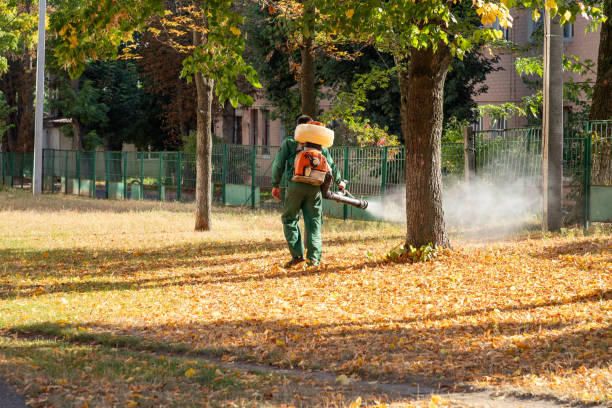 Best Flea Control Services  in Highpoint, OH