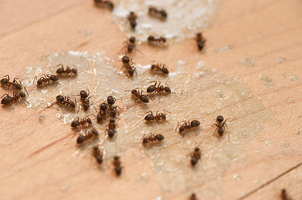 Best Affordable Pest Control Services  in Highpoint, OH