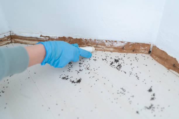 Pest Control for Restaurants in Highpoint, OH